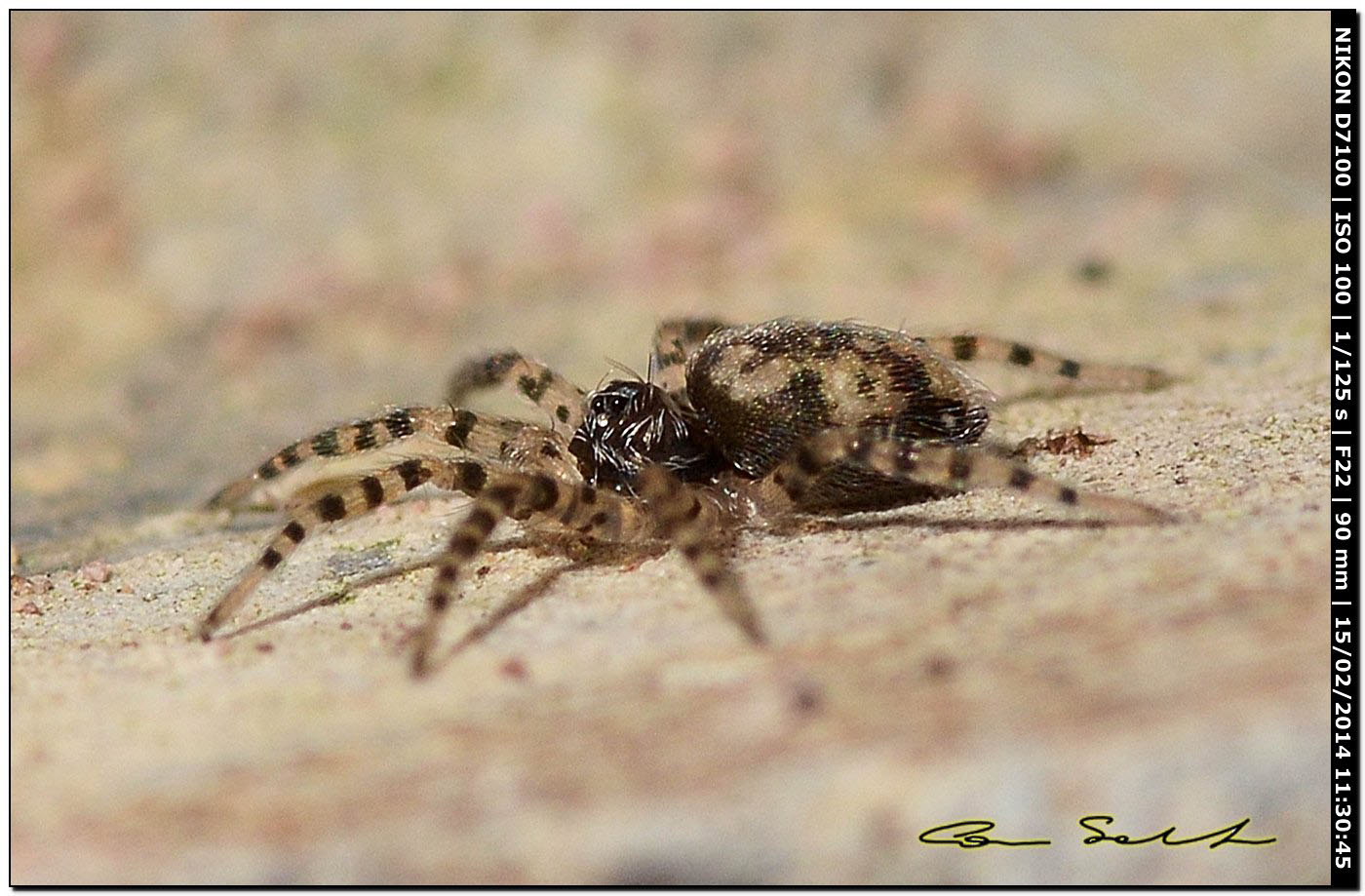 Oecobius maculatus ♂ da Alghero (SS)